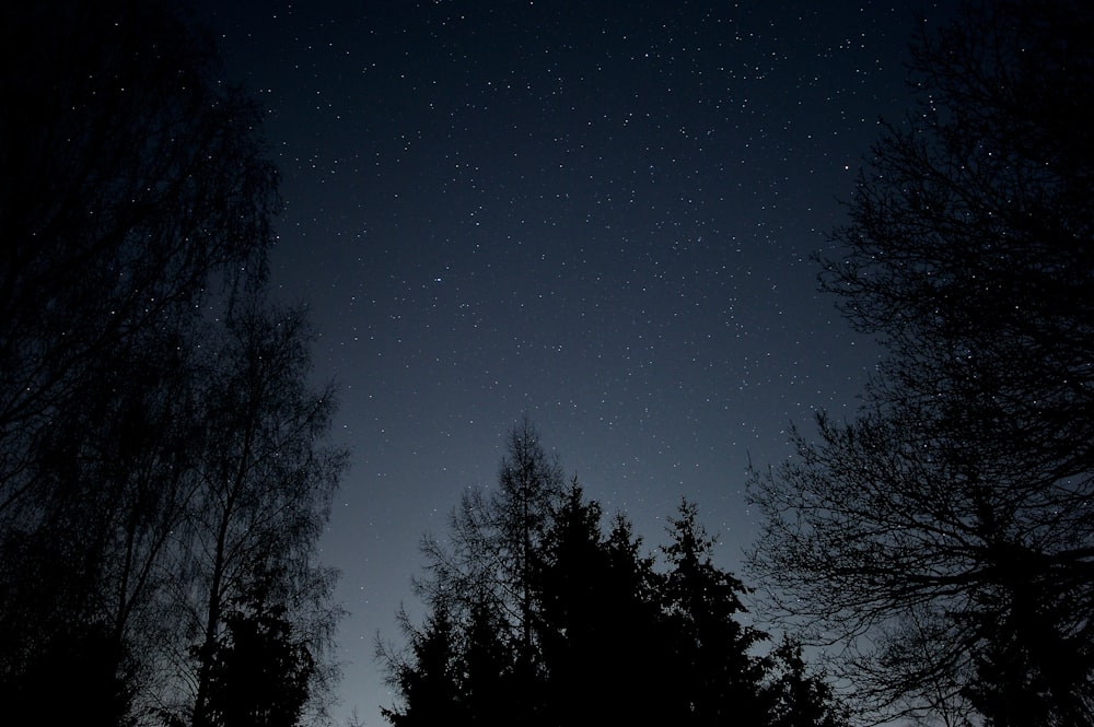 low-angle photography of trees during nighttime