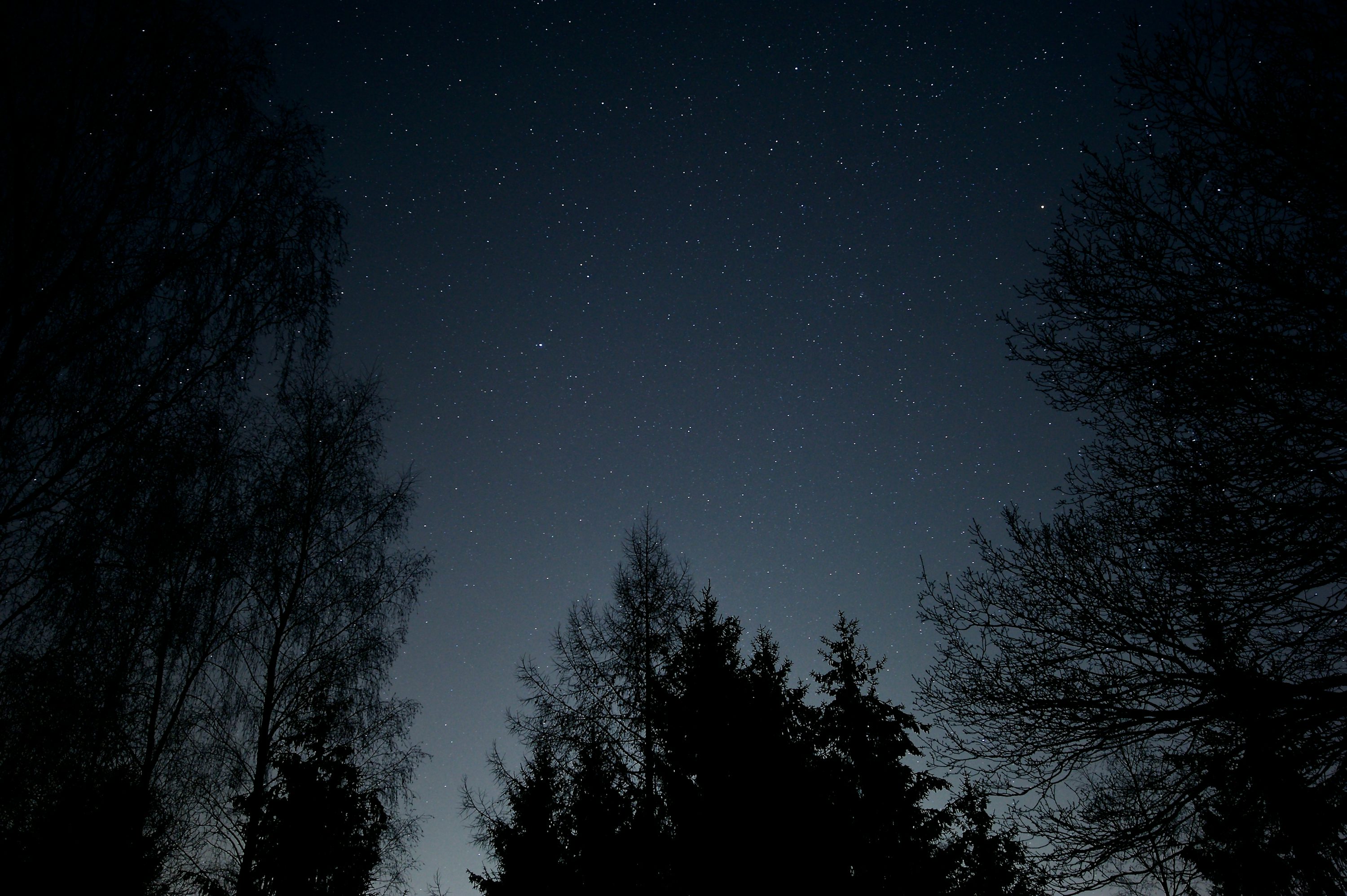 low-angle photography of trees during nighttime