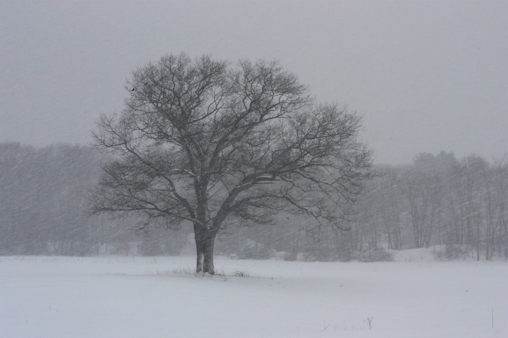 tree on snow field