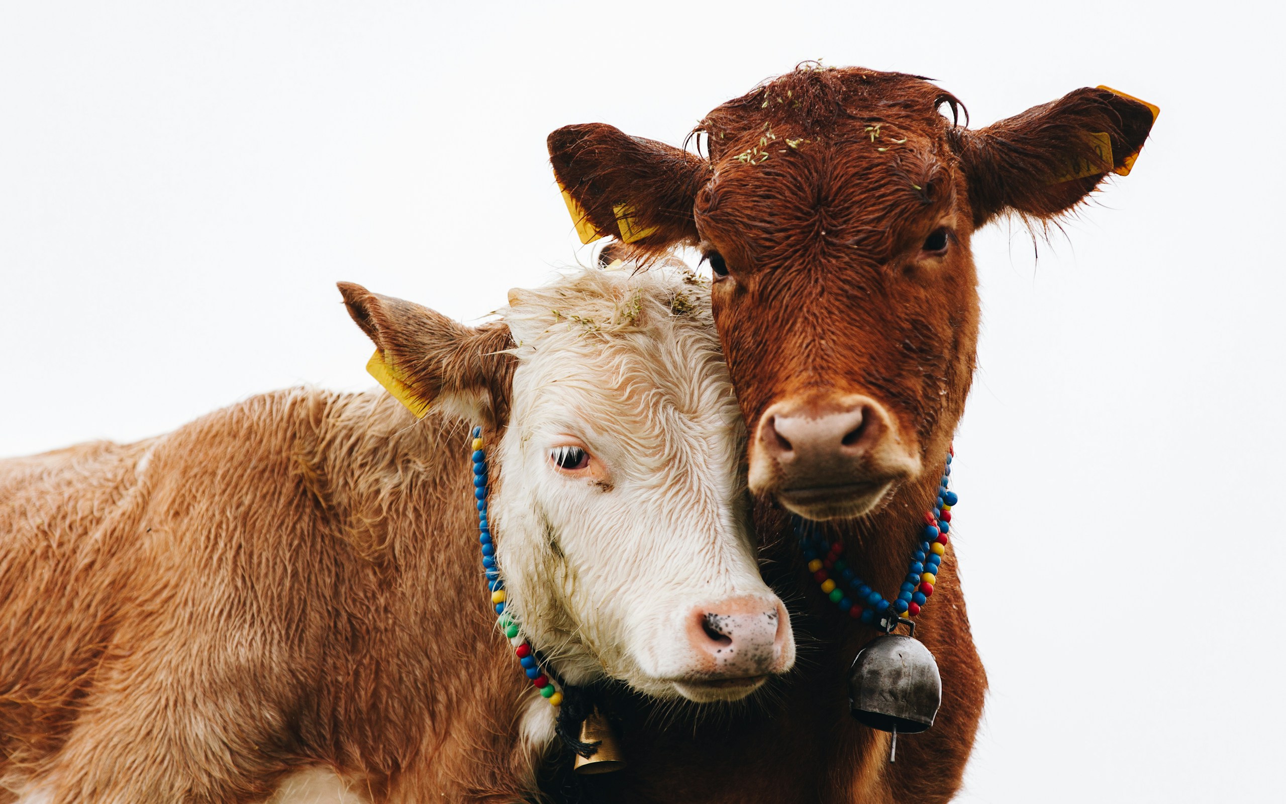 two brown cattles