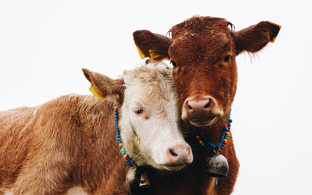 two brown cattles