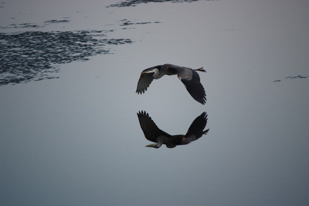 reflection of flying bird on water