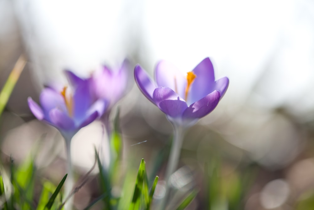 Fotografía de primer plano de flores de pétalos púrpuras