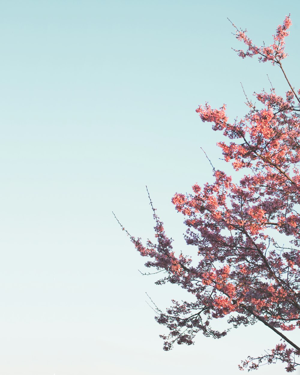 pink cherry blossoms