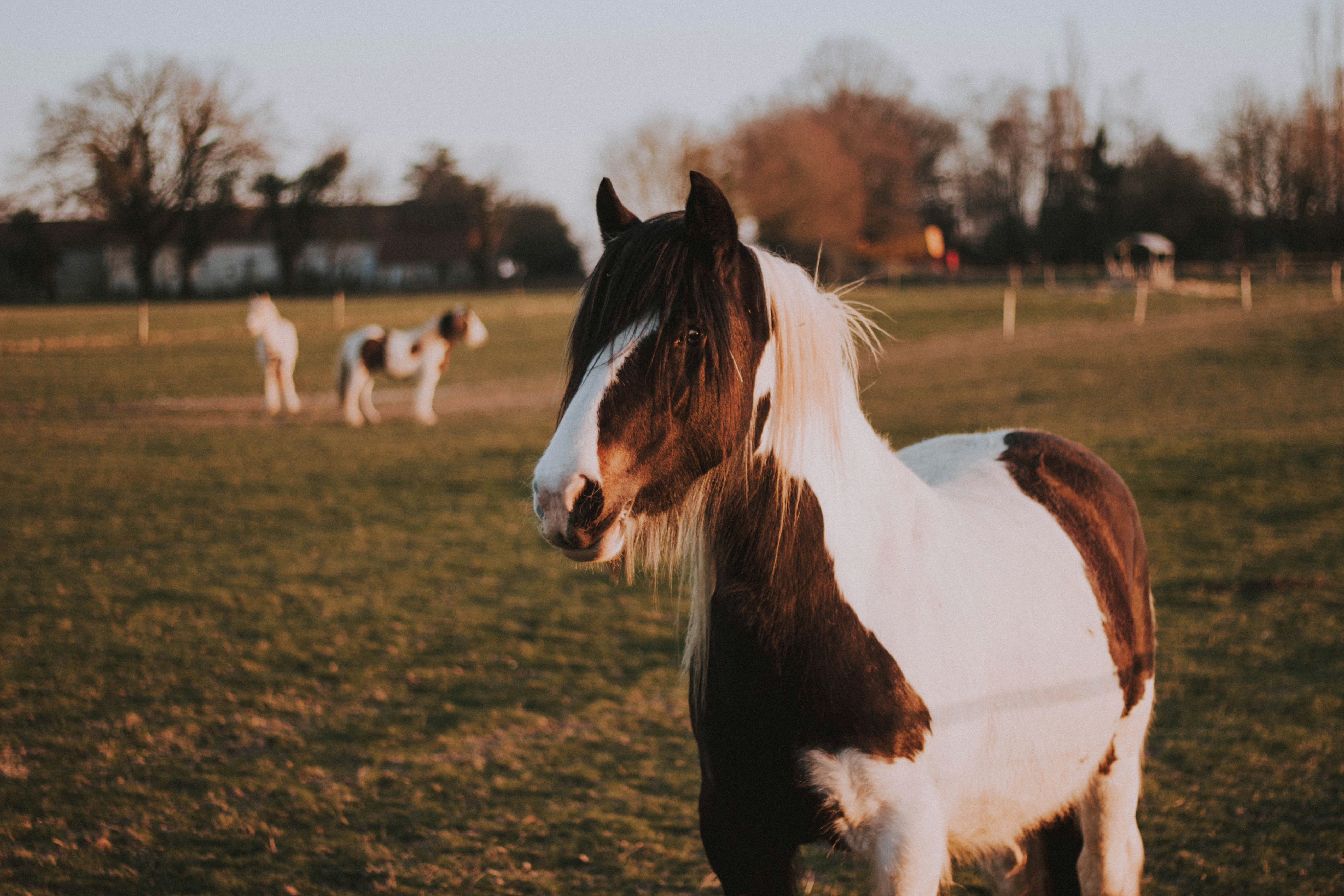 Black And White Horse On Green Grass Lawn During Daytime Photo