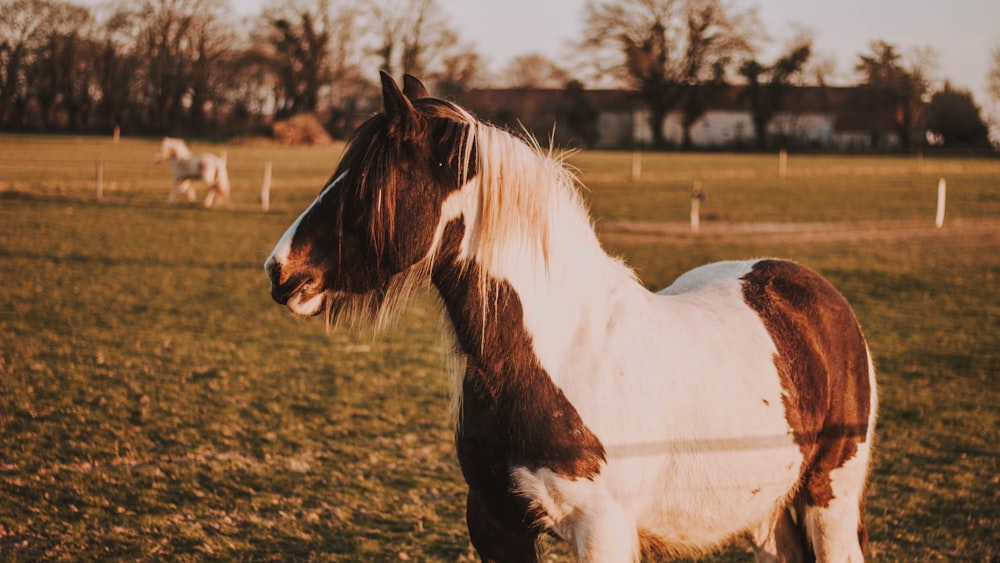 selective focus photography of white and brown horse during daytime