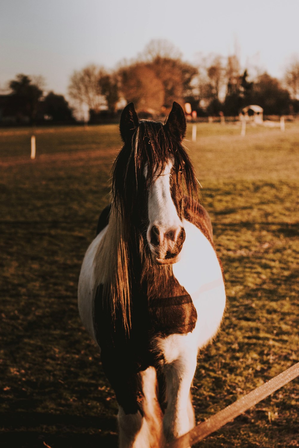 white and brown horse on field