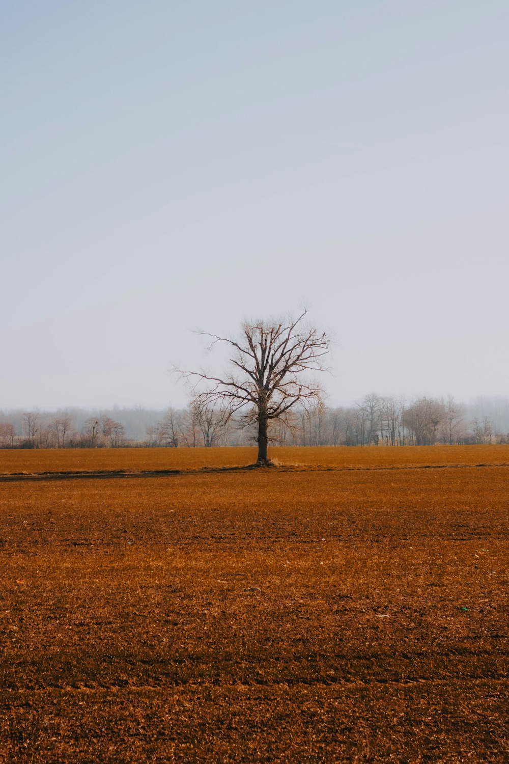 brown tree during daytime