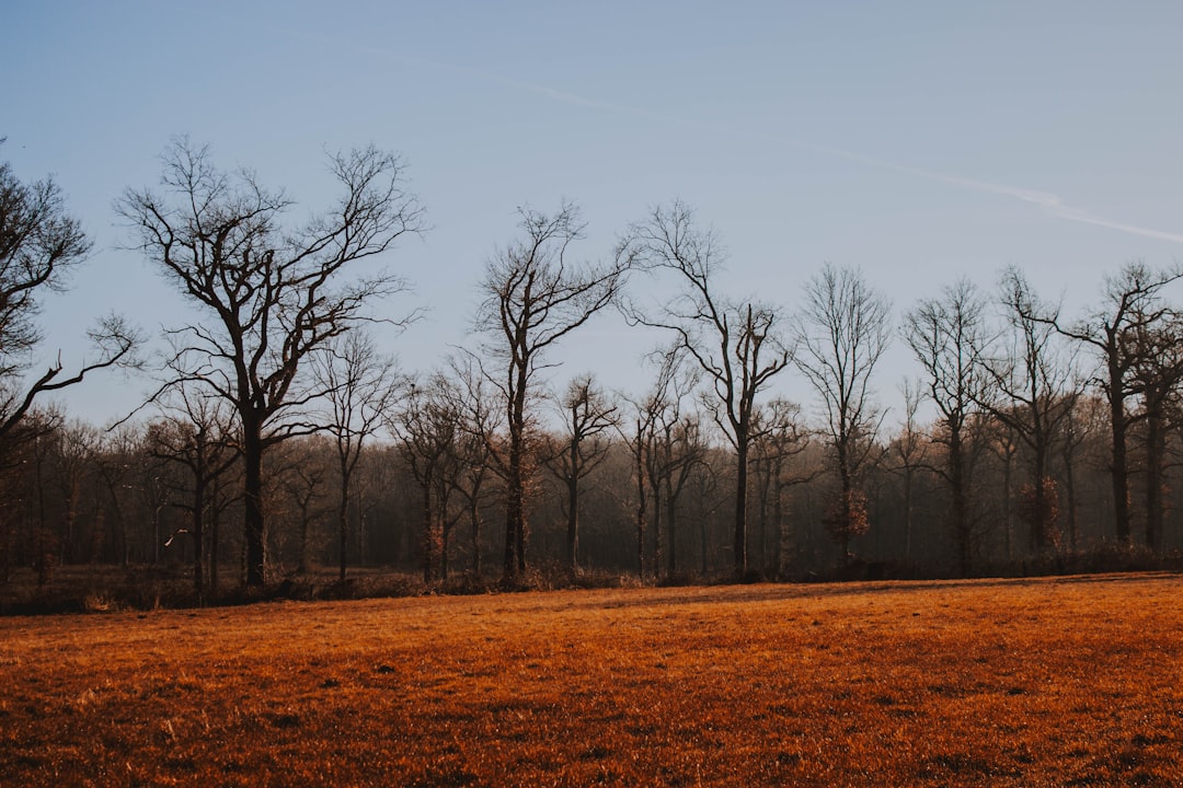 bare trees during daytime