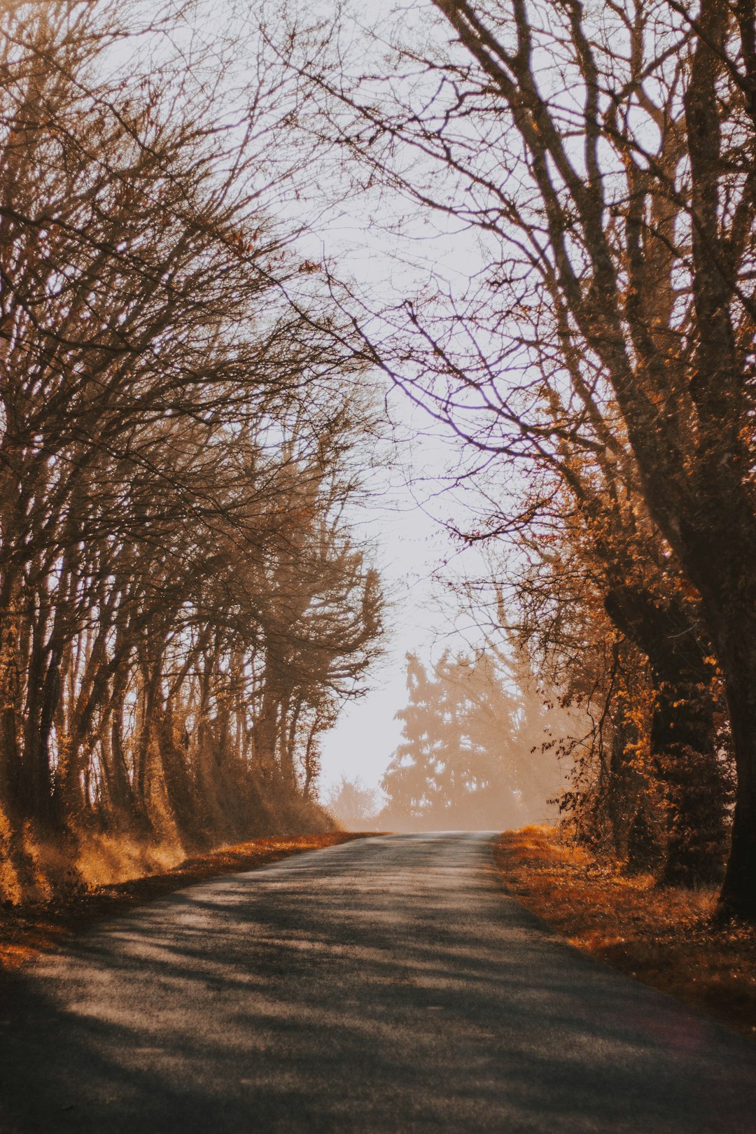 Tree, plant, road and nature HD photo by Mat Reding (@matreding) on Unsplash Tree, plant, road and nature HD photo by Mat Reding (@matreding) on Unsplash