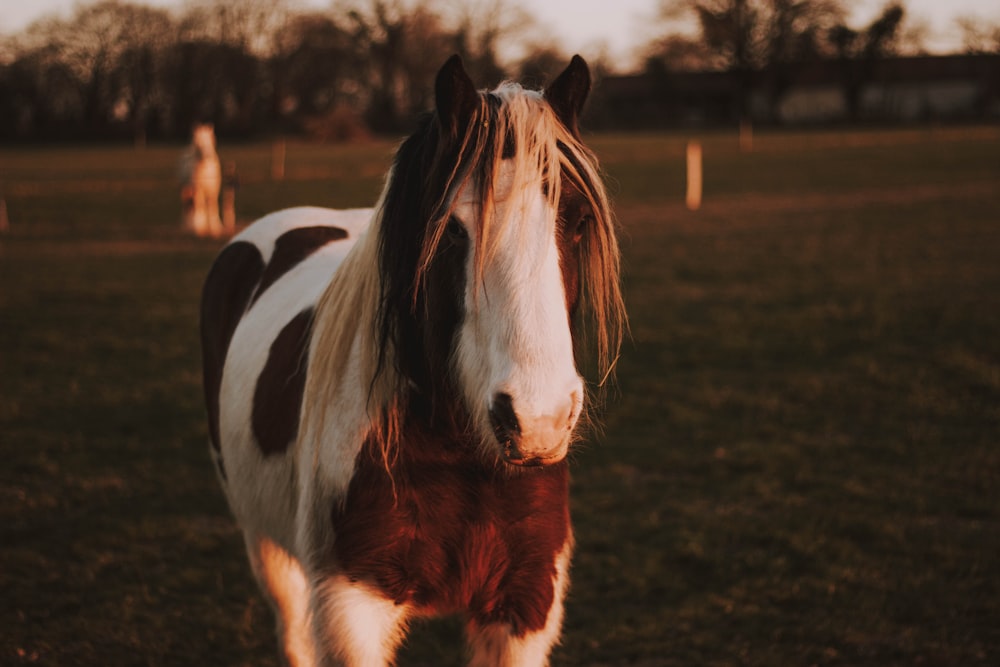 white and brown horse