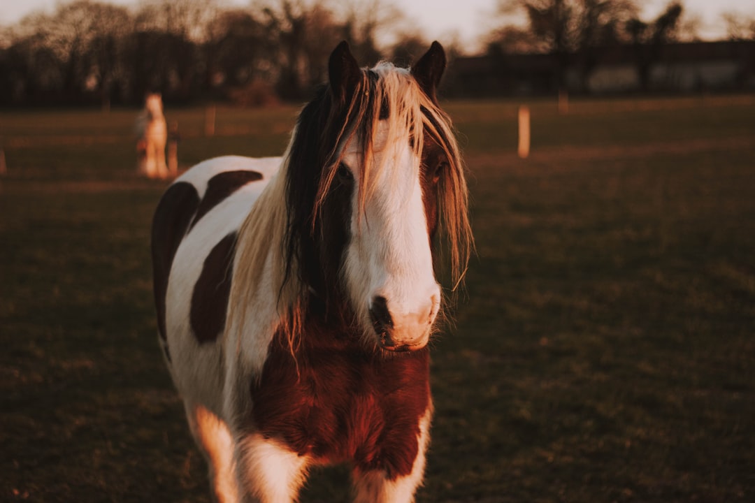 white and brown horse