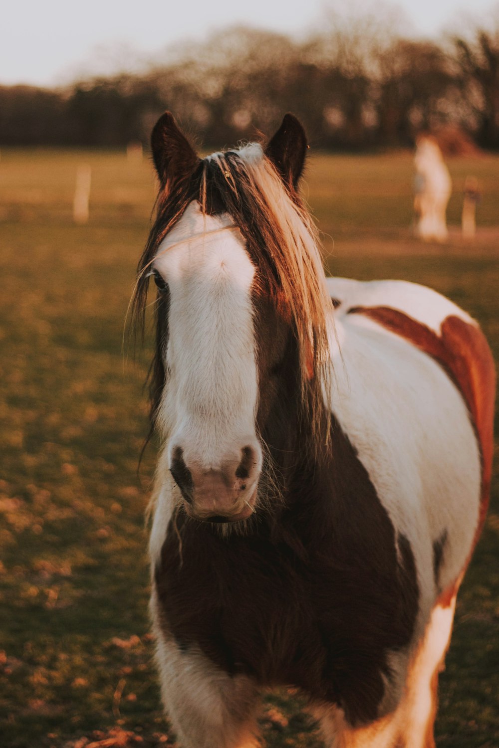 white and brown horse