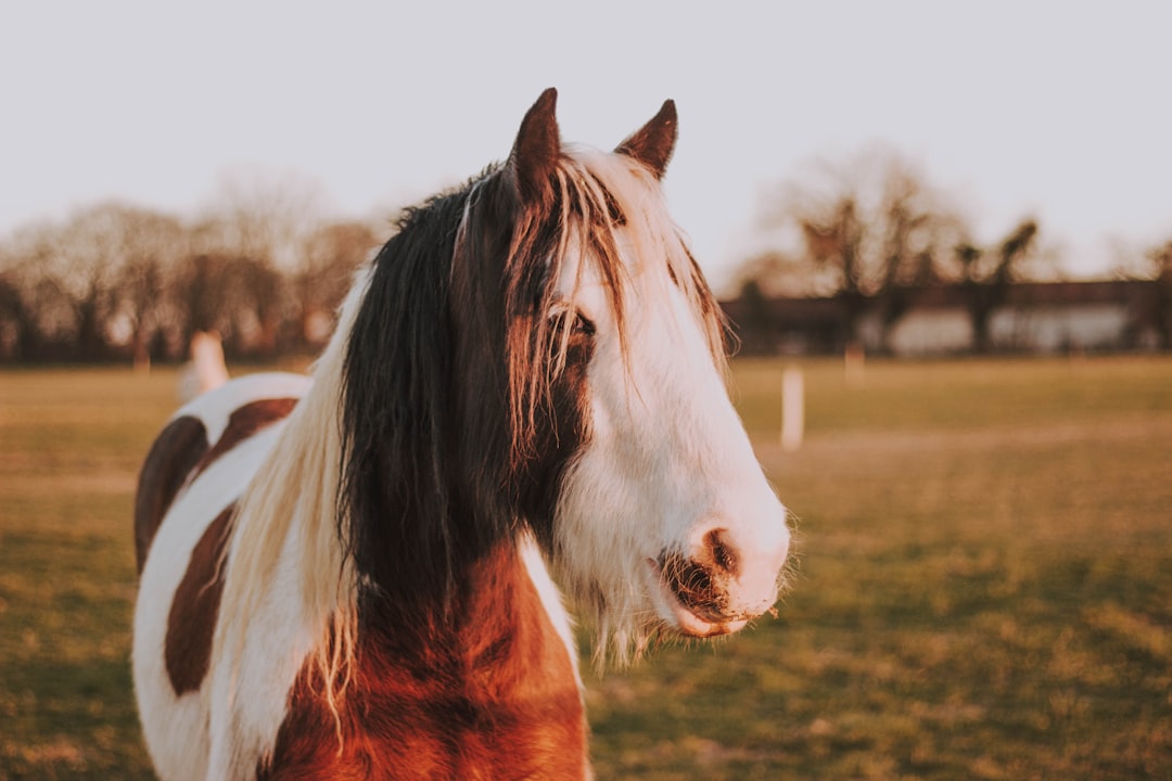 white and brown horse on field during daytime