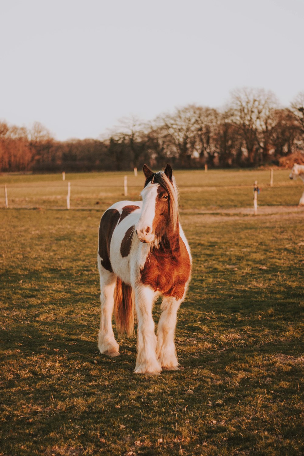 white and brown horse standing on green field during daytime