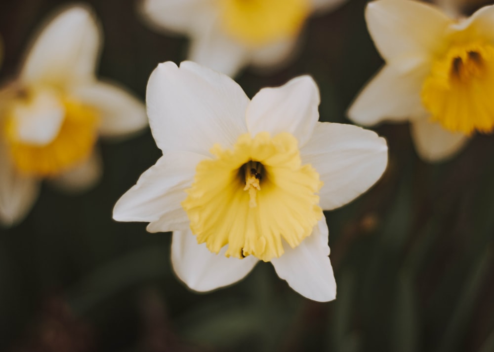 Fotografía de enfoque selectivo de flores de pétalos blancos y amarillos