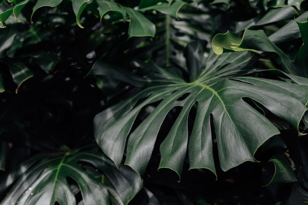 green leafed plant