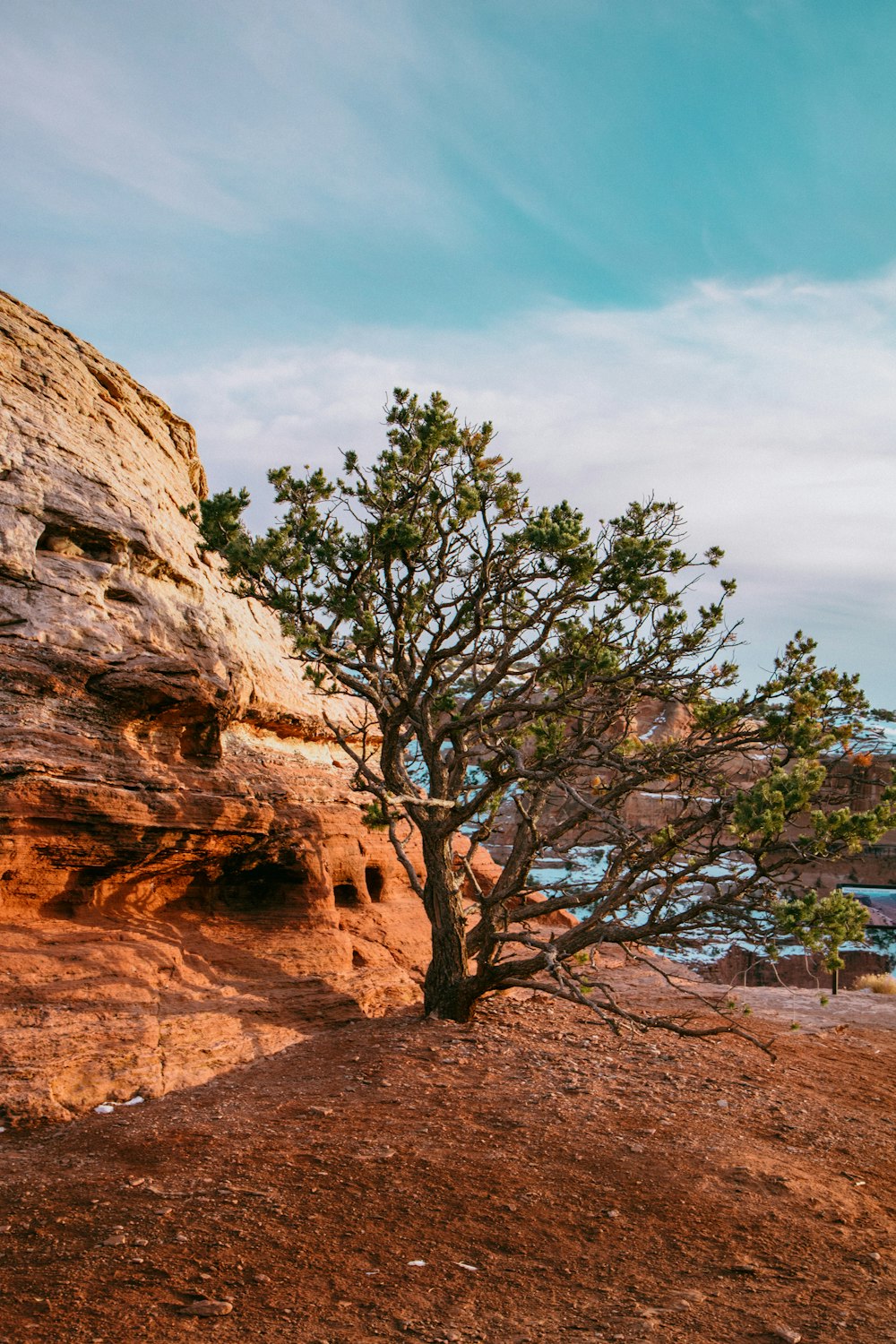 green tree beside brown rocky mountain