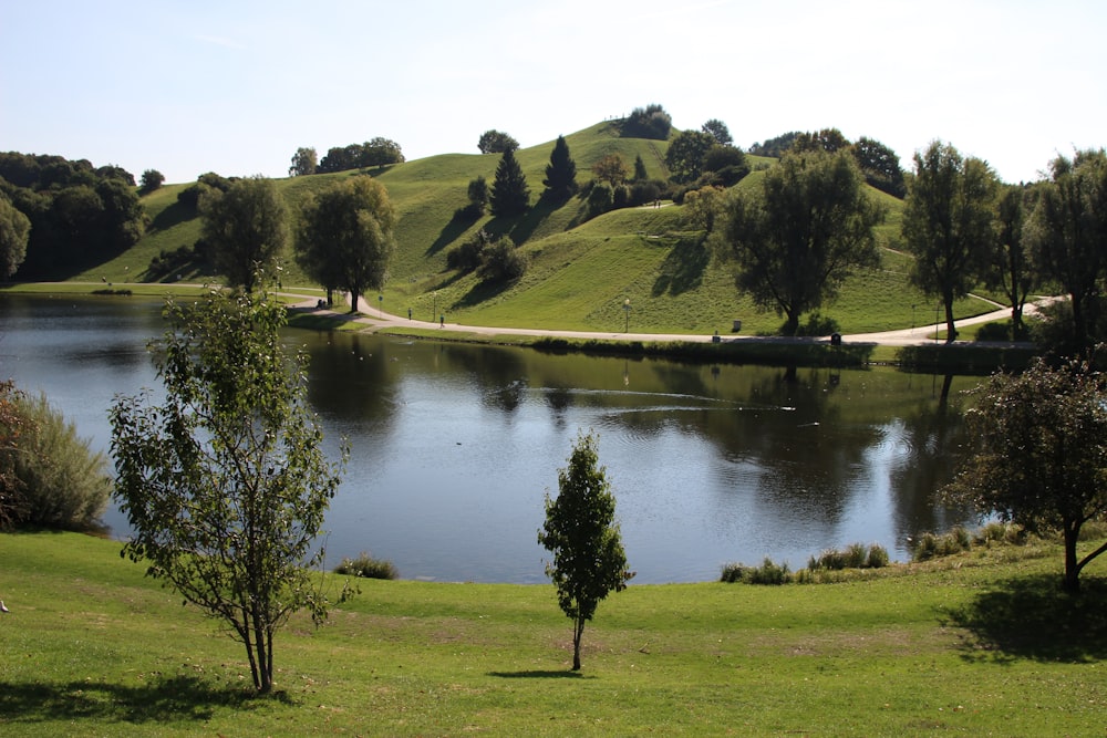 trees near the lake