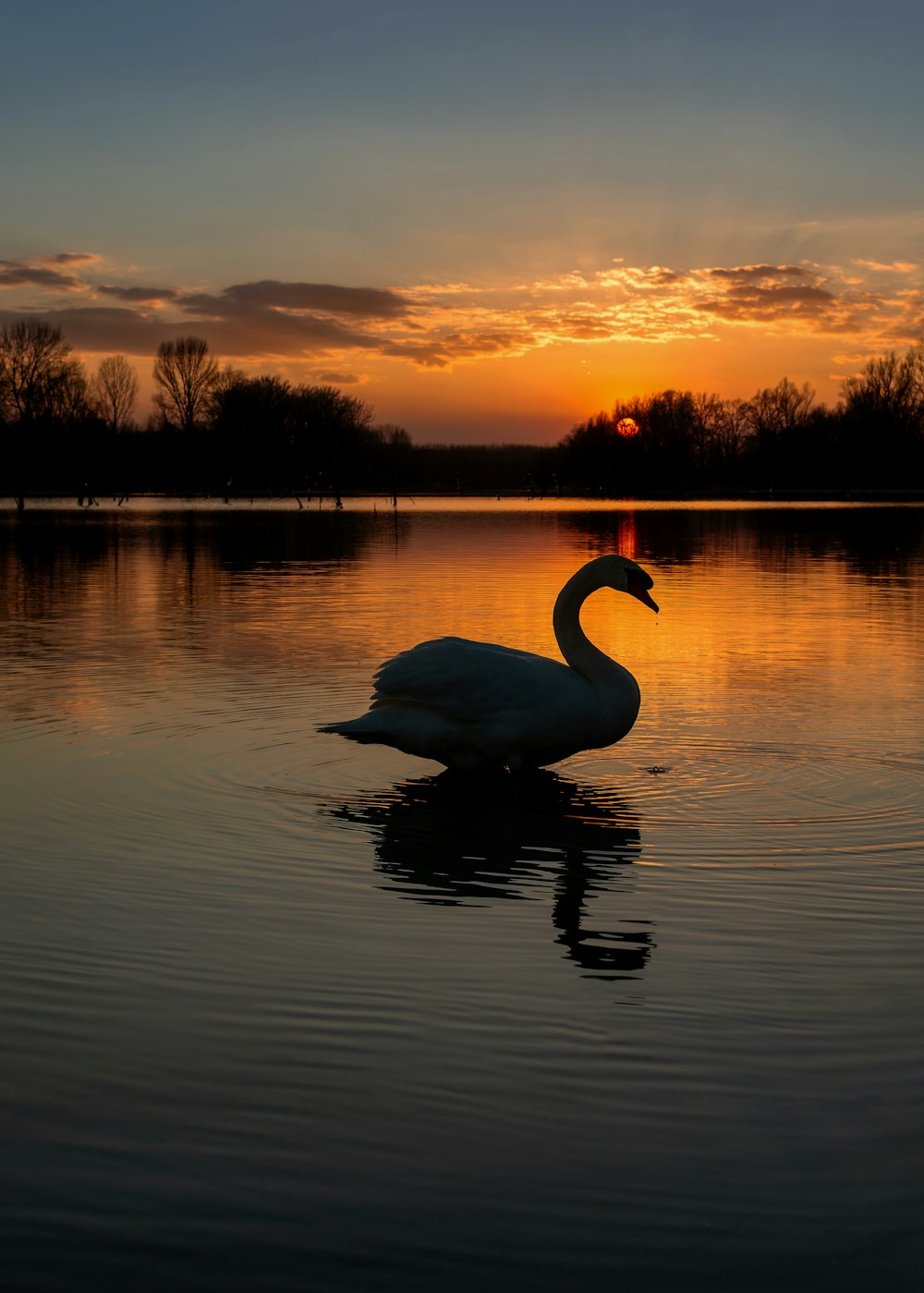 silhouette photography of duck at water