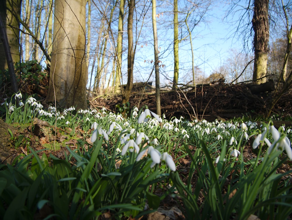 white-petaled flowers and trees during day