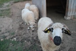 A group of four sheep, with one prominently in the foreground, stands near a simple wooden structure. The sheep in the front has distinct black and white facial markings and large horns. The other sheep are clustered together, partially visible in the background. The ground is a mix of dirt and grass, with scattered rocks, giving a rural farm setting.