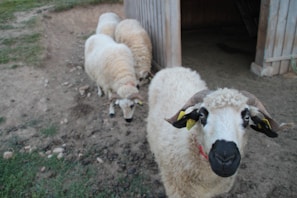 A group of four sheep, with one prominently in the foreground, stands near a simple wooden structure. The sheep in the front has distinct black and white facial markings and large horns. The other sheep are clustered together, partially visible in the background. The ground is a mix of dirt and grass, with scattered rocks, giving a rural farm setting.