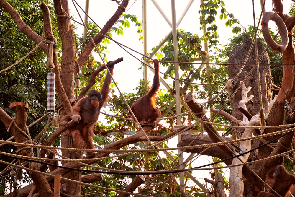 brown monkey on street