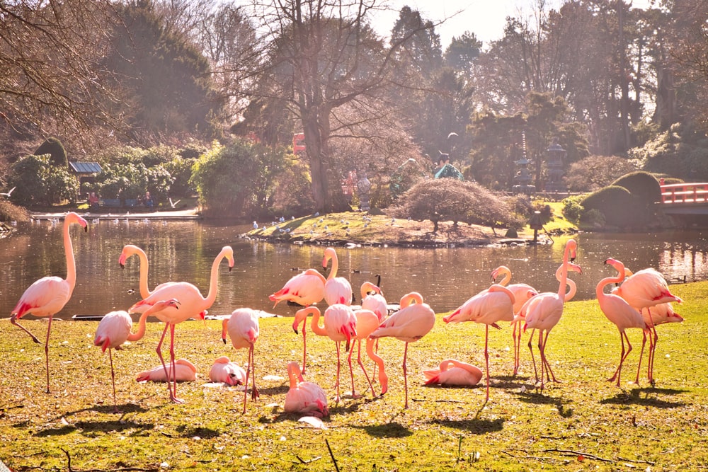 orange flamingo bird outdoor during daytime