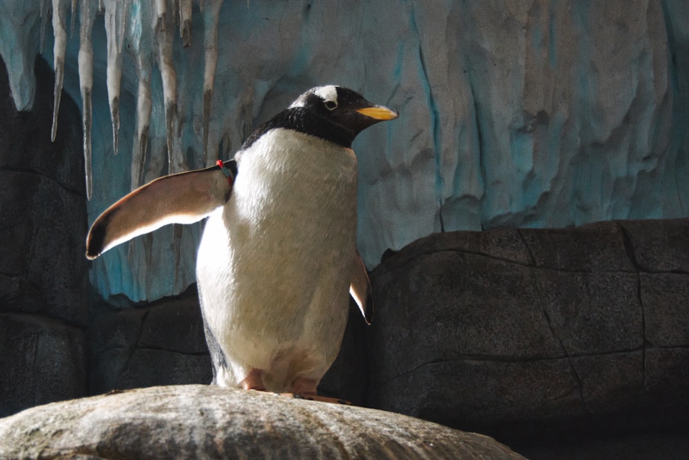 a penguin standing on a rock in a zoo