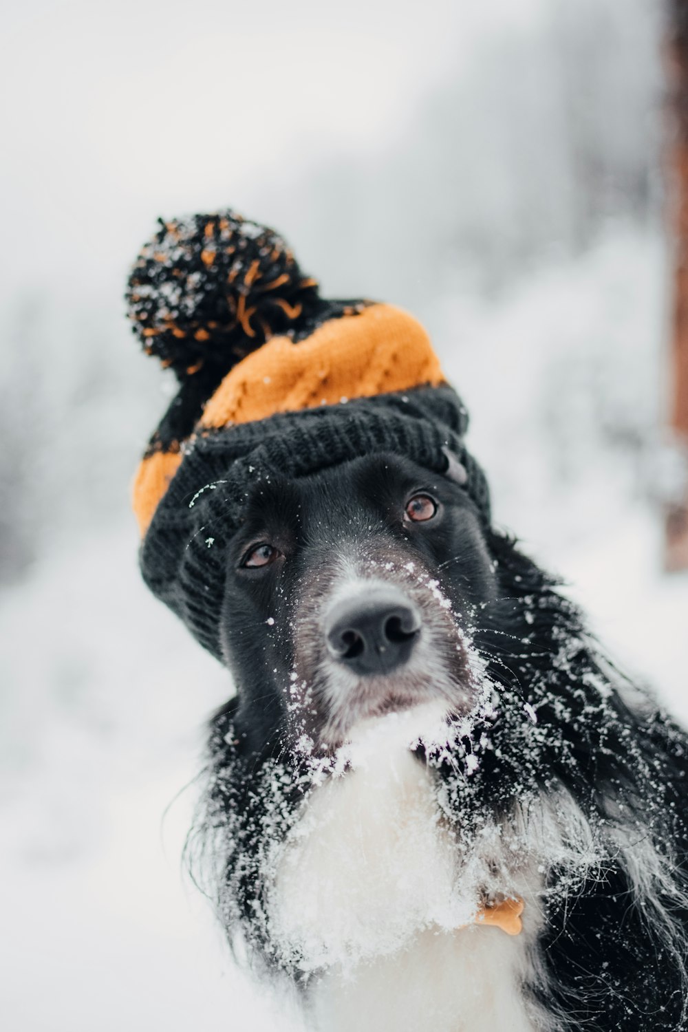 Cane adulto a pelo corto che si siede sulla neve mentre indossa il cappello arancione e nero