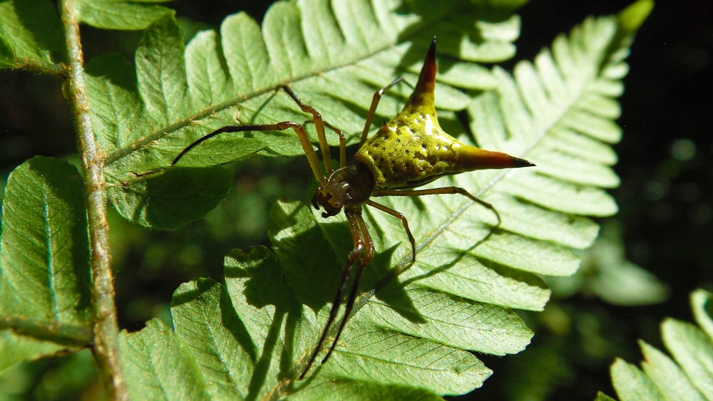 Insecto verde y marrón en planta de hoja verde