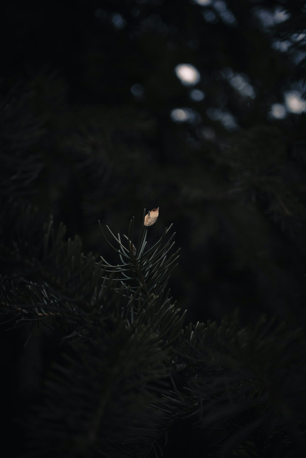 a pine tree with a single leaf on it