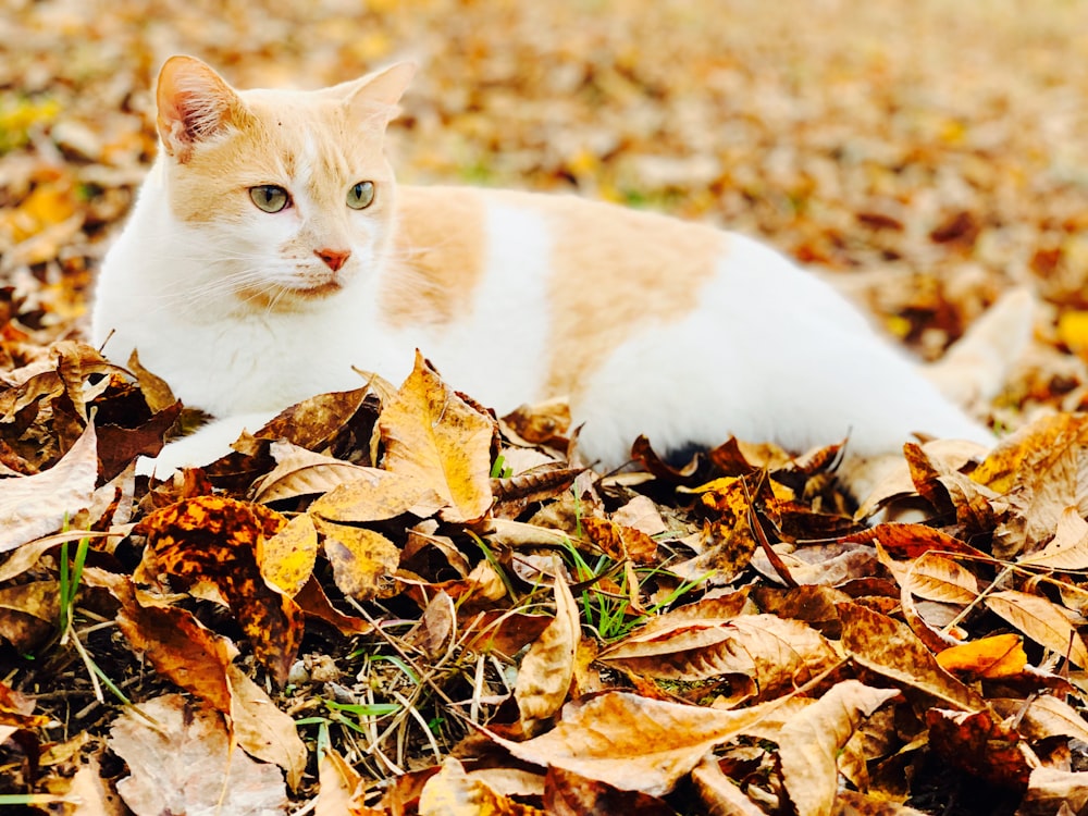 white and orange cat on dried leaves