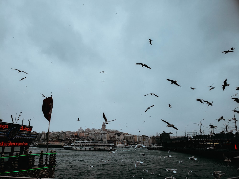 bandada de pájaros volando