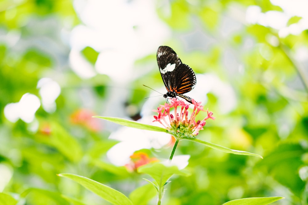 Selektive Fokusfotografie eines Schmetterlings, der auf einer rosablättrigen Blume sitzt
