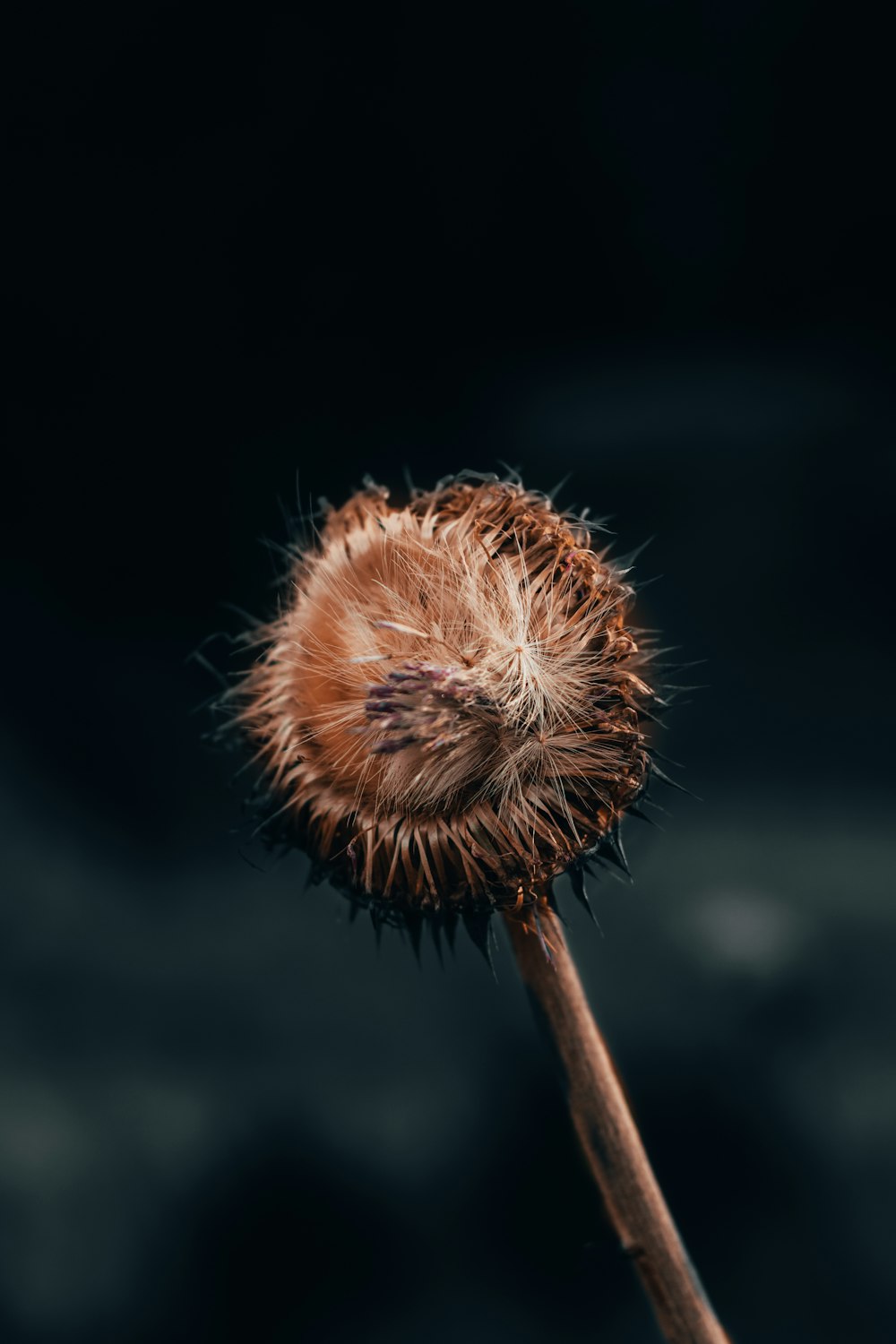 selective focus photography of dandelion