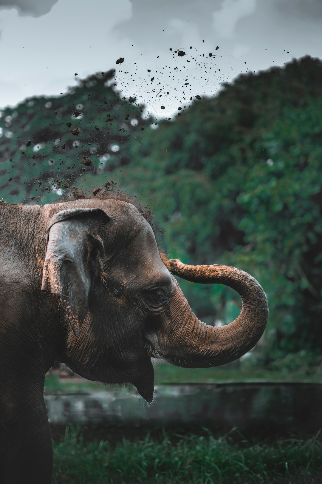  brown elephant elephant