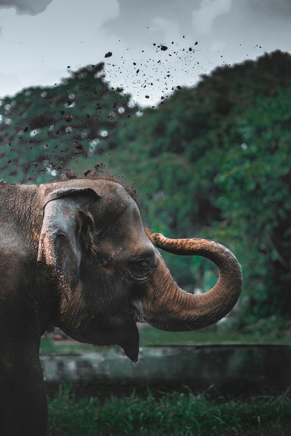 30,000+ Asian Elephant Pictures | Download Free Images on Unsplash