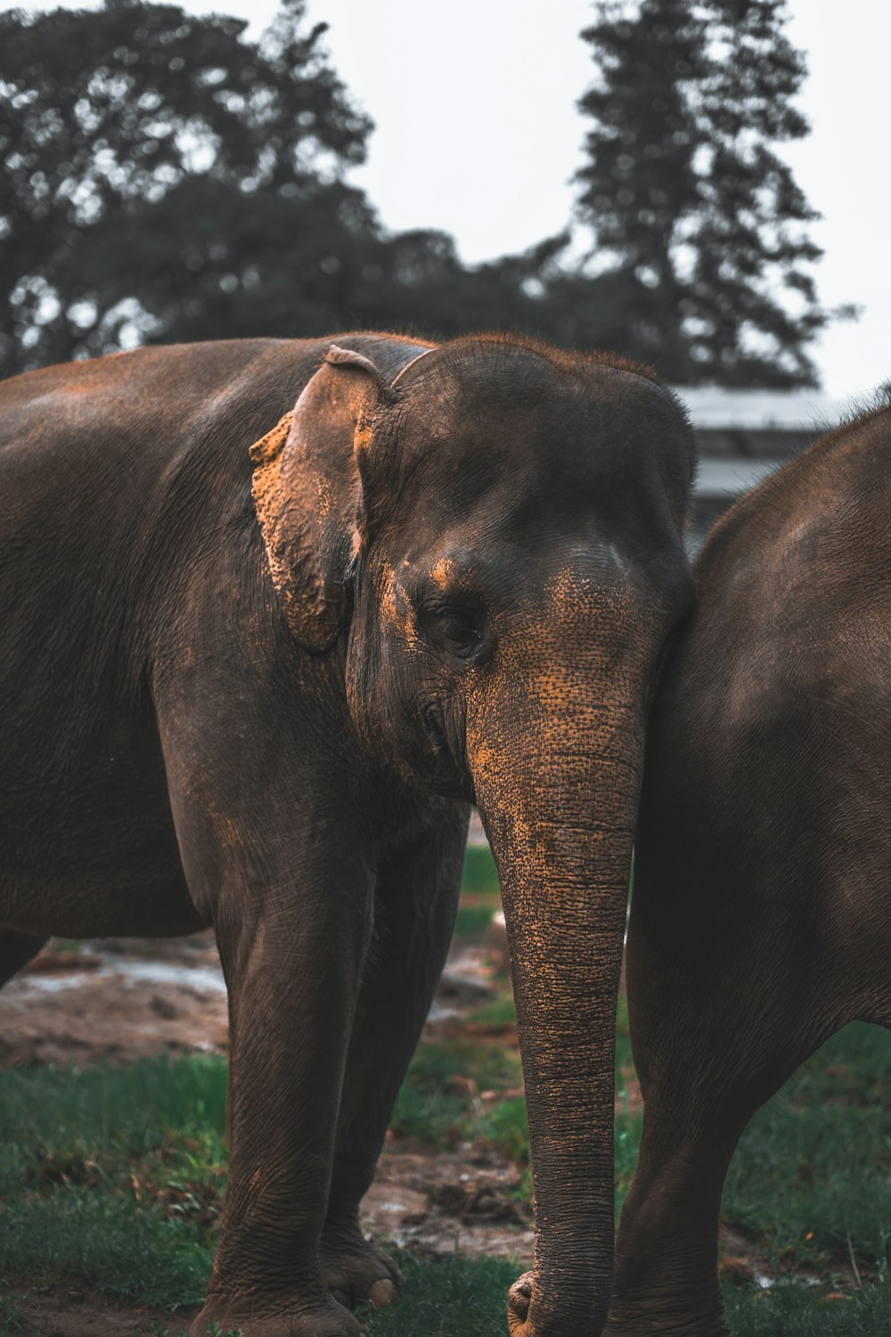 two brown elephant on green grass field during daytime