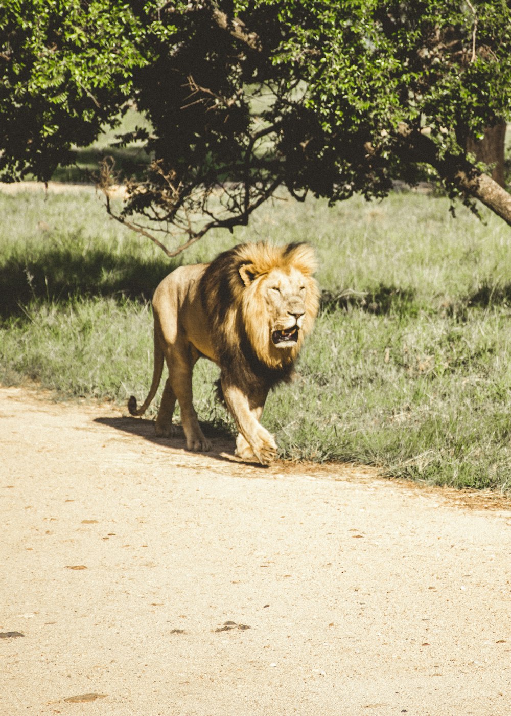 Brauner Tiger neben grünem Grasfeld