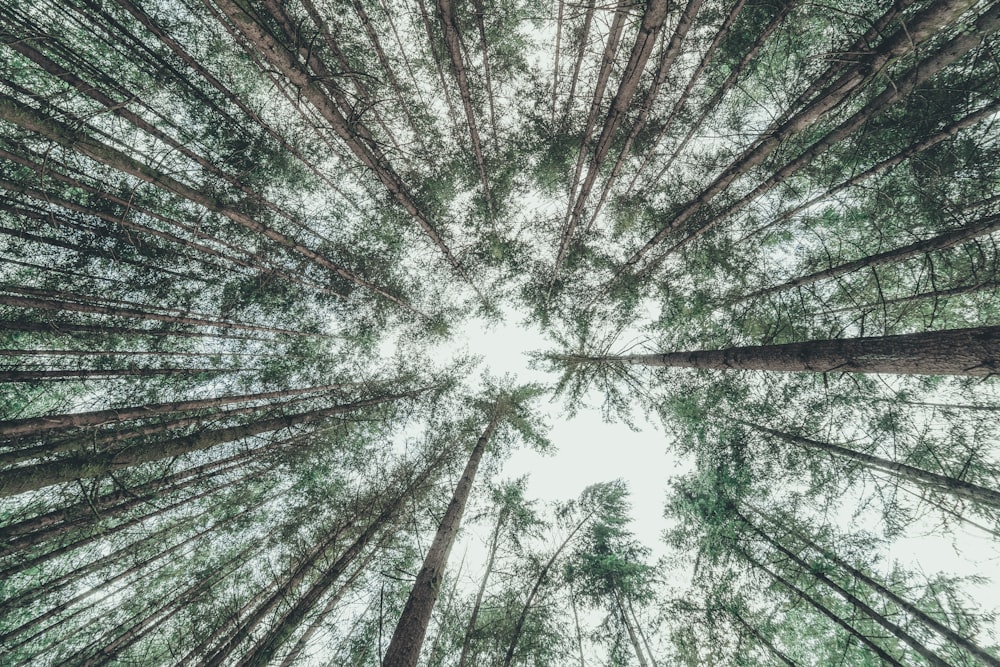 low-angle photography of trees