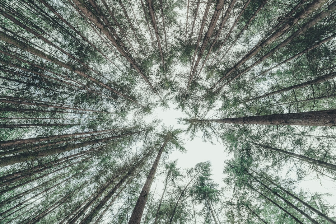 low-angle photography of trees