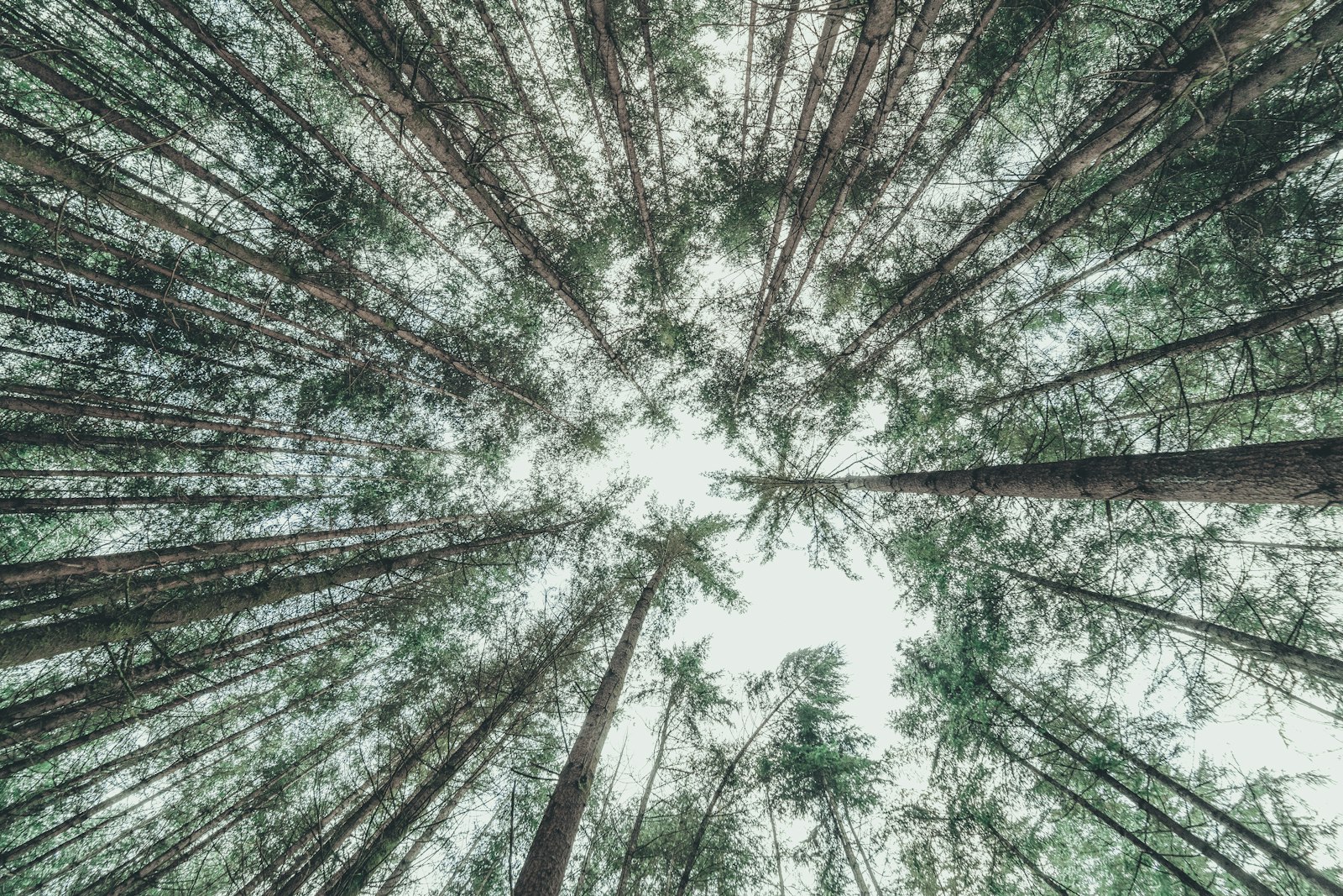 Sony a7 III + Samyang AF 14mm F2.8 FE sample photo. Low-angle photography of trees photography