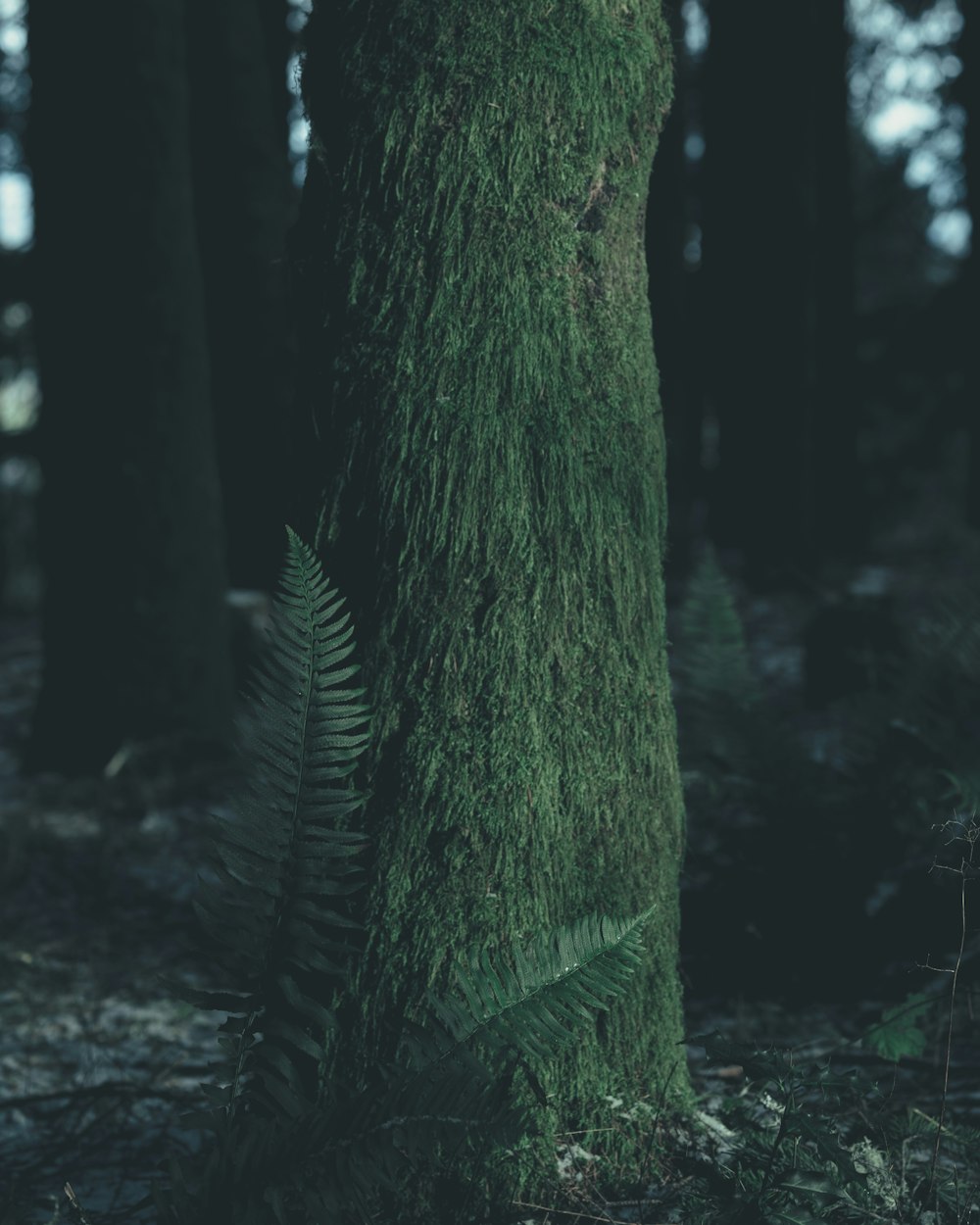 moss-covered tree with fern plant during daytime