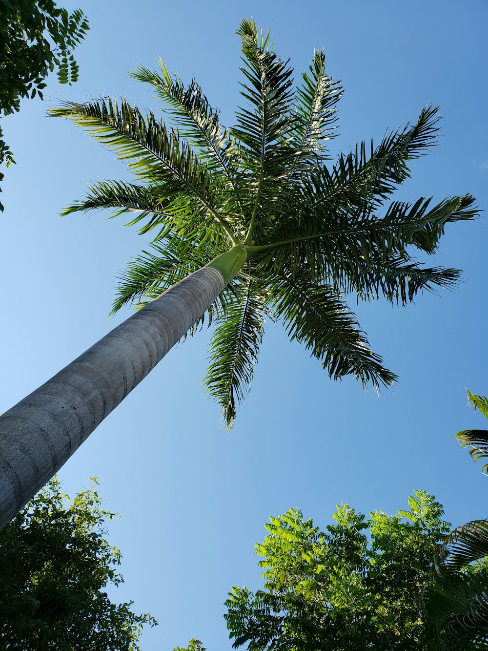 low-angle photography of green coconut tree