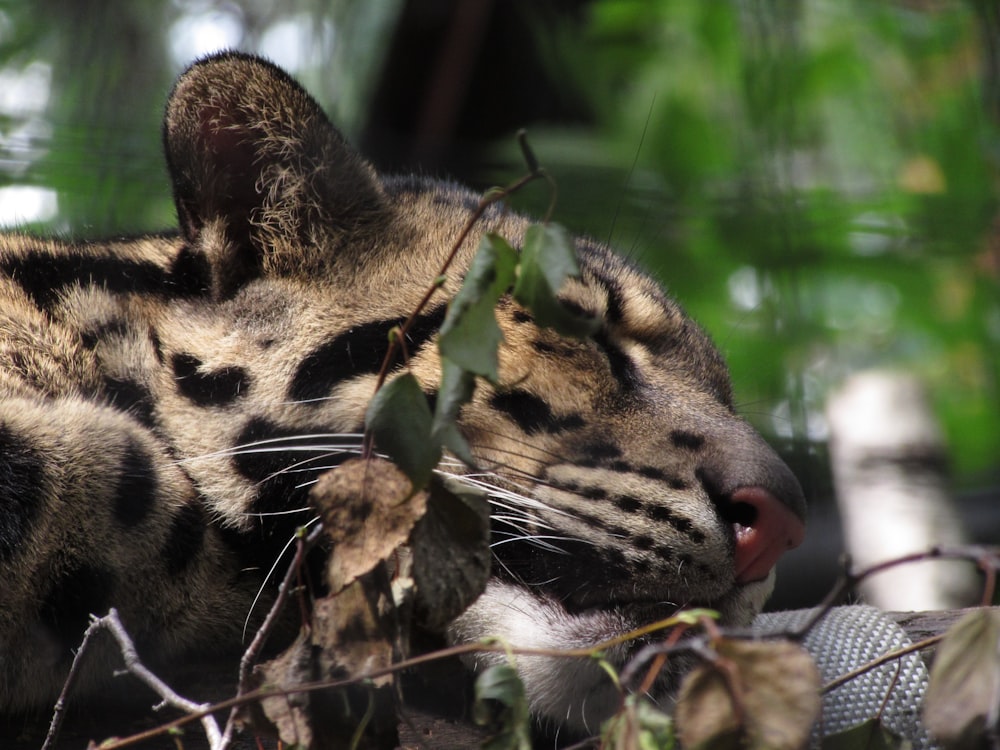 close-up photography of big cat during daytime