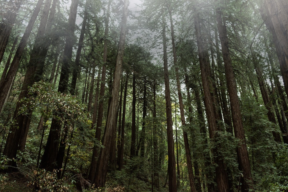 low angle photography of tall forest trees during daytime