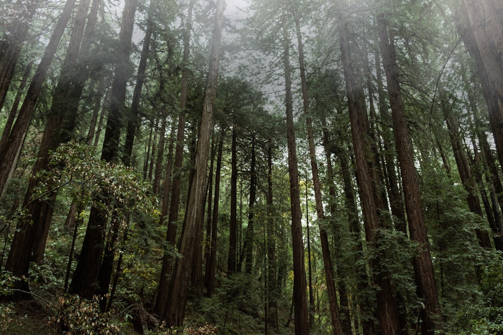 낮 동안 키 큰 숲 나무의 로우 앵글 사진