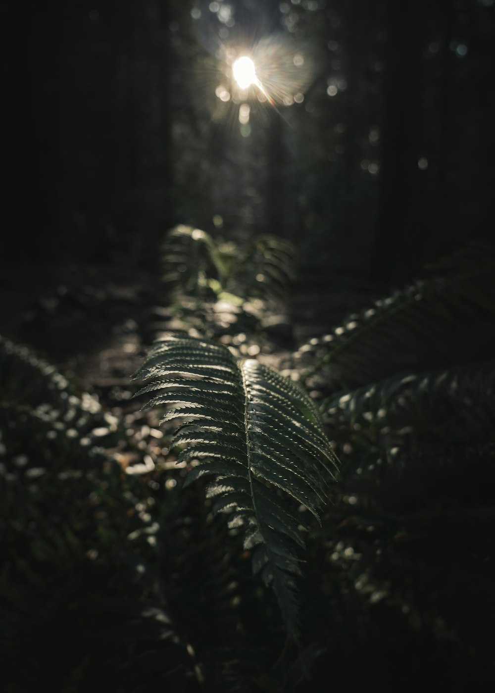 a dark forest with a light shining through the leaves